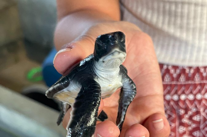 Galle Day Tour with Turtle Hatchery & River Boat Safari - Who will enjoy this tour most?