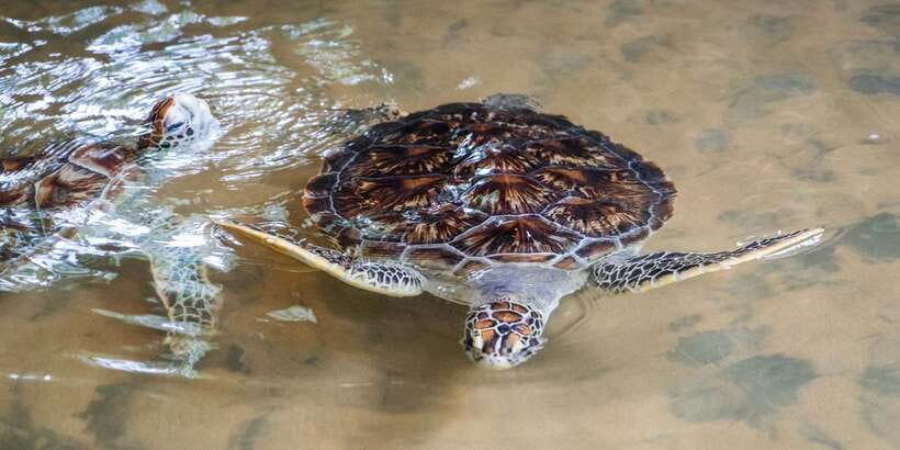Galle Day Trip with River Safari, Sea Turtles & Tea Factory - Is $95 a fair price?