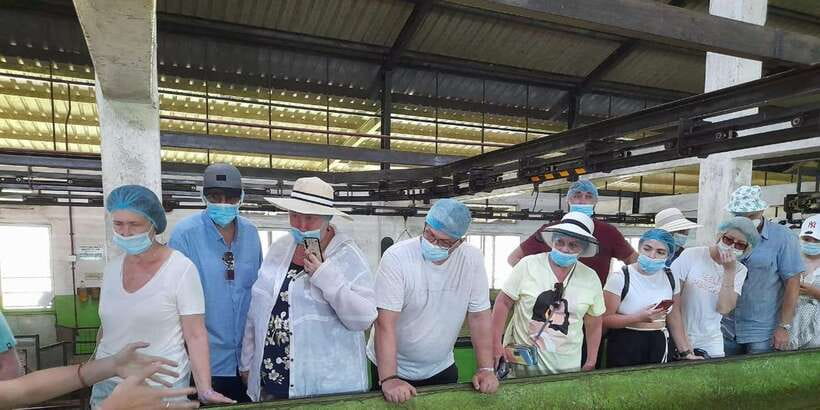 Galle Day Trip with River Safari, Sea Turtles & Tea Factory - Seeing how Sri Lankan tea is made