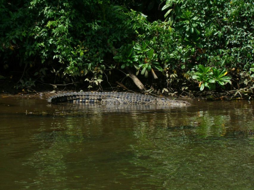 Galle Day Trip with River Safari, Sea Turtles & Tea Factory - Turtle conservation on the southwest coast