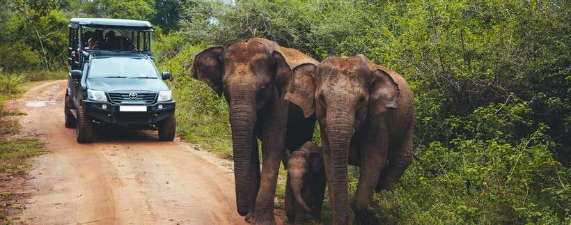 Galle/Mirissa/Hiriketiya: Drop to Ella & Udawalawa Safari - What you can see beyond elephants