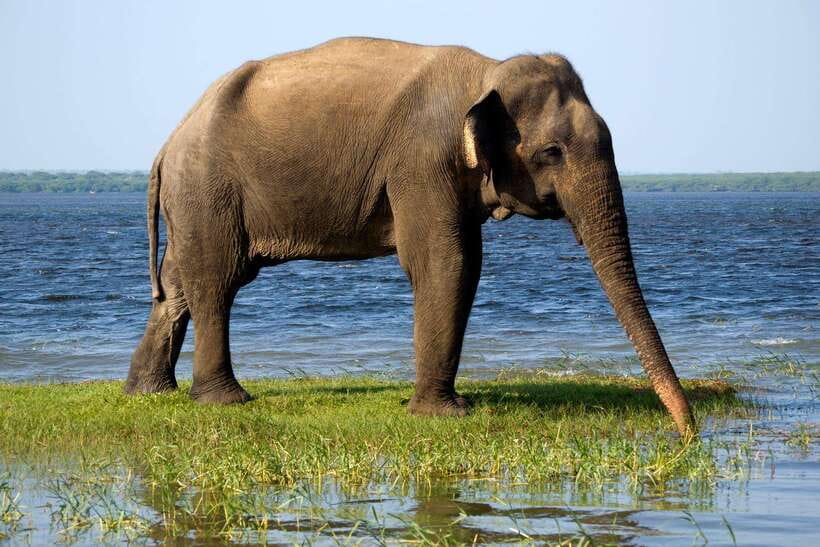 Galle/Mirissa/Hiriketiya: Drop to Ella & Udawalawa Safari - Who should choose this experience?