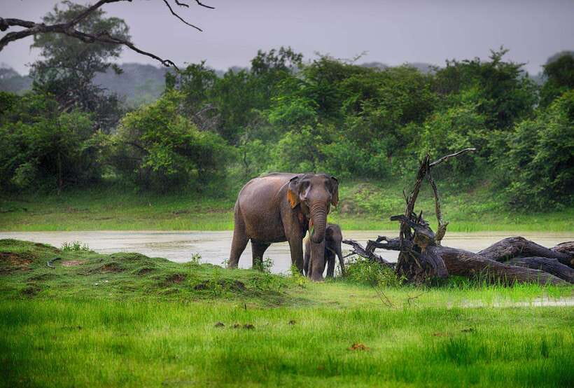 Galle/Mirissa/Hiriketiya: Drop to Ella & Udawalawa Safari - Should you book it?