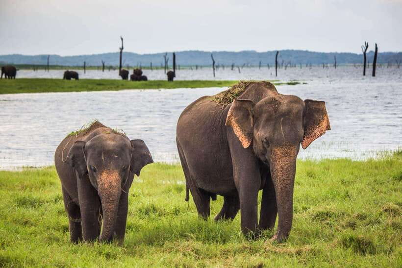 Galle/Mirissa/Hiriketiya: Drop to Ella & Udawalawa Safari - The pre-dawn pickup from the south coast