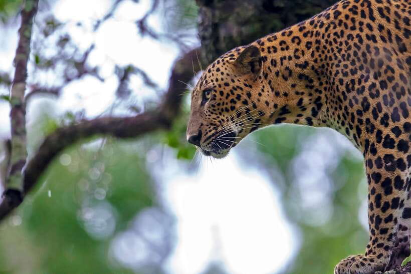 Galle/Mirissa/Tangalle: Transfer to Ella & Yala Safari - Key points to know before booking