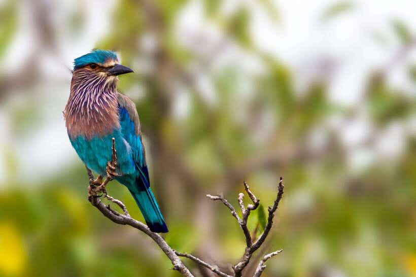 Galle/Mirissa/Tangalle: Transfer to Ella & Yala Safari - The guides make the difference