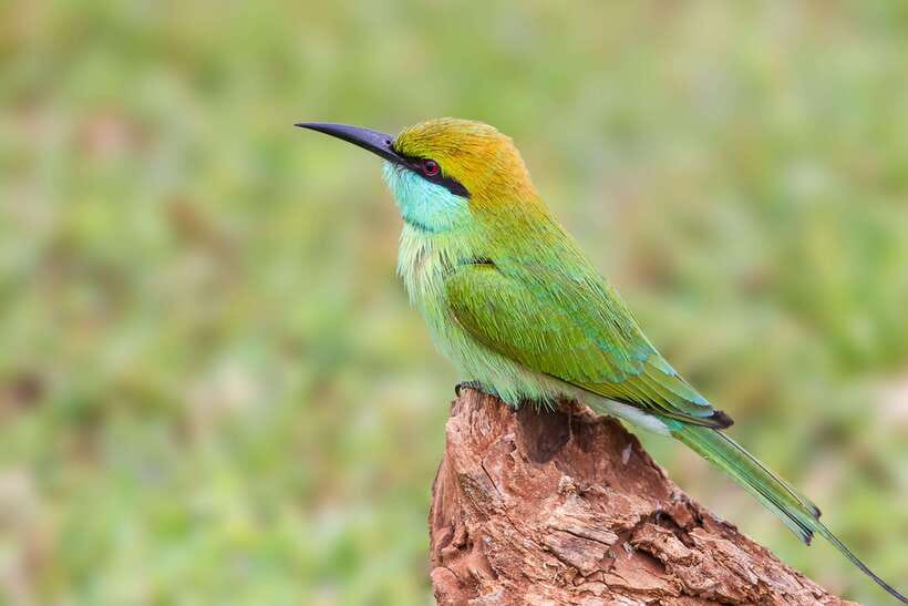 Galle/Mirissa/Tangalle: Transfer to Ella & Yala Safari - The real price: $11 plus Yala fees