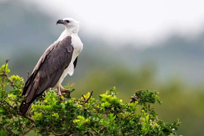 Galle/Mirissa/Tangalle: Transfer to Ella & Yala Safari - Timing, comfort, and who should book