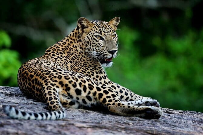 Galle/Mirissa/Tangalle: Transfer to Ella & Yala/Udawalawa Safari - Why this transfer works better than a plain drive to Ella