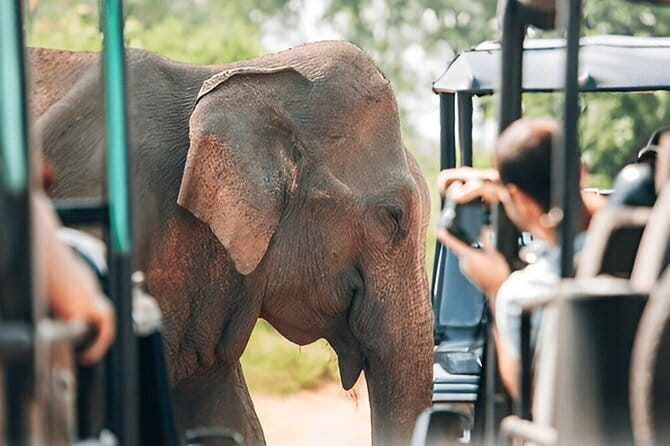 Galle/Mirissa/Tangalle: Transfer to Ella & Yala/Udawalawa Safari - Wildlife expectations: exciting, but never guaranteed
