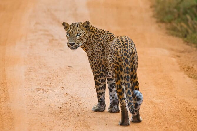 Galle/Mirissa/Tangalle: Transfer to Ella & Yala/Udawalawa Safari - The road transfer from the coast to Ella