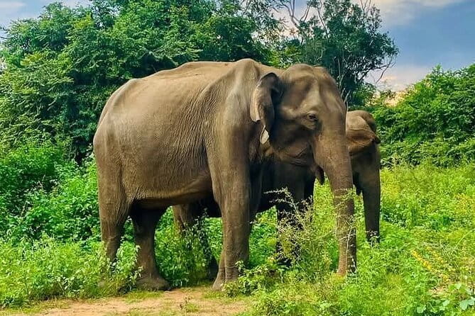 Galle/Mirissa/Tangalle: Transfer to Ella & Yala/Udawalawa Safari - What the $90 price really covers