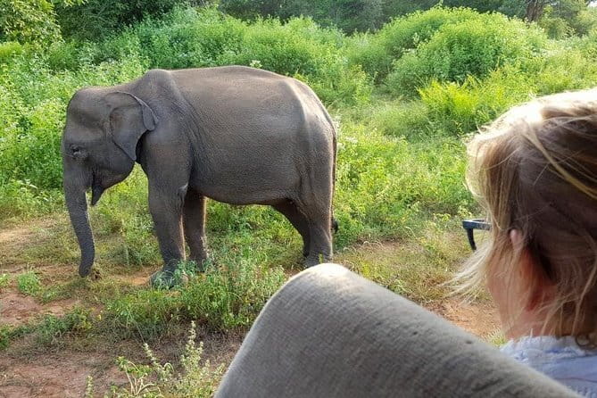 Galle/Mirissa/Tangalle: Transfer to Ella & Yala/Udawalawa Safari - Timing, pickup, and the day’s practical rhythm