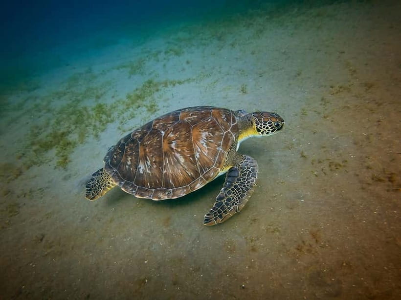Galle Private Day Tours with Sea Turtles visit & Boat Safari - Key points to know before booking