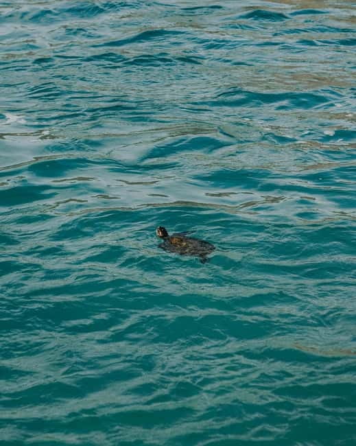 Galle Private Day Tours with Sea Turtles visit & Boat Safari - Who should book this day?