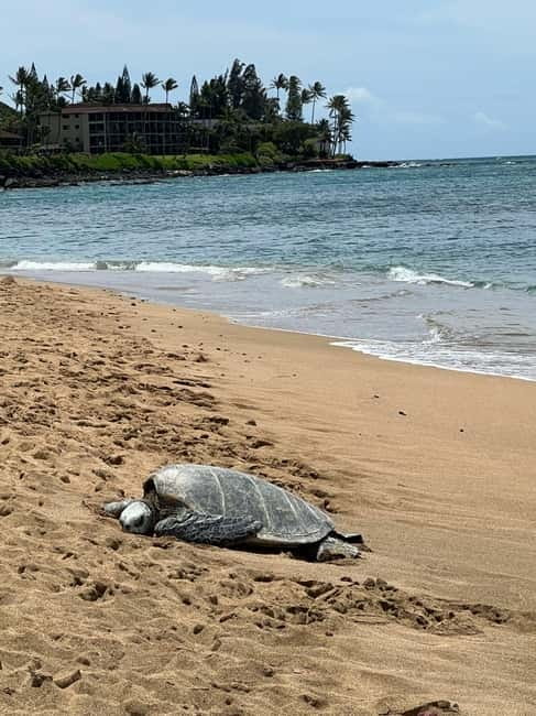 Galle Private Day Tours with Sea Turtles visit & Boat Safari - Meeting rescued turtles at the conservation project