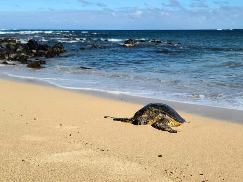 Galle Private Day Tours with Sea Turtles visit & Boat Safari - Finding turtles at the beach