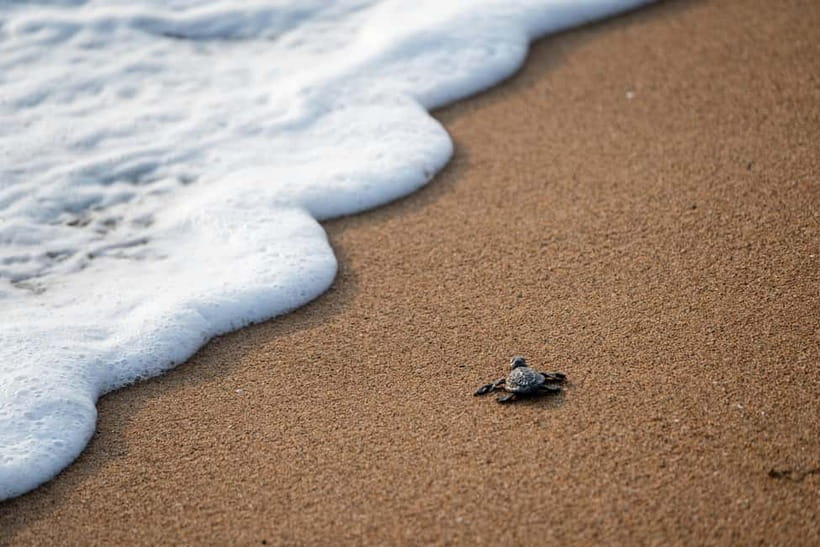 Galle Private Day Tours with Sea Turtles visit & Boat Safari - The guides make the private format worthwhile