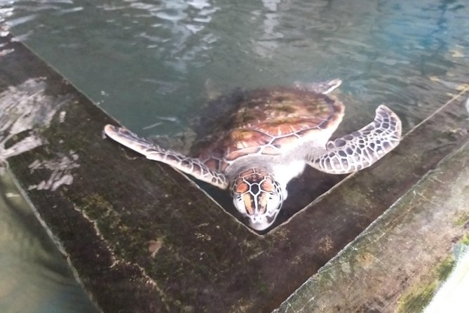 Galle sightseeing tour - Habaraduwa’s turtle hatchery and sanctuary