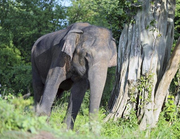 GO WILD! Double Safari Day Trip (Yala & Udawalawe) - Private & All Inclusive - Key points to know before booking