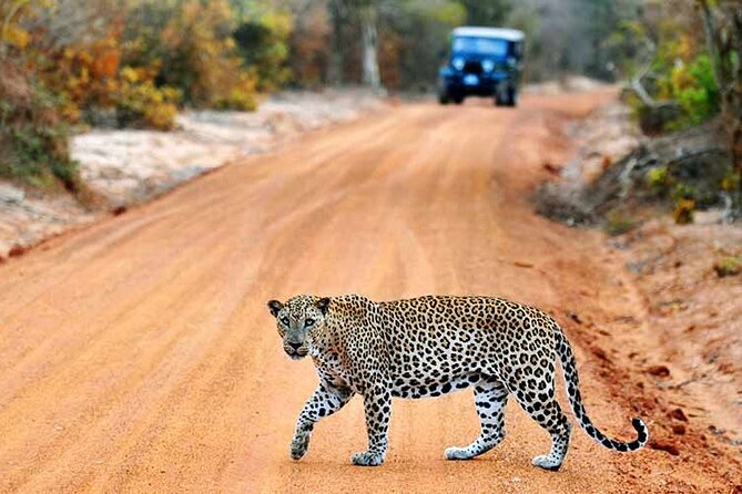 GO WILD! Double Safari Day Trip (Yala & Udawalawe) - Private & All Inclusive - Starting from the south coast