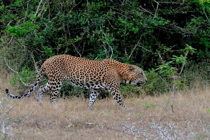 GO WILD! Double Safari Day Trip (Yala & Udawalawe) - Private & All Inclusive - The cost of a very long day