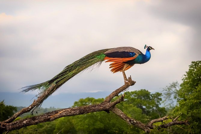 GO WILD! Double Safari Day Trip (Yala & Udawalawe) - Private & All Inclusive - What the strongest parts of the experience are