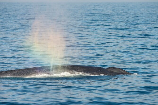 Great Whales Education Programe Dolphins and Whales are in SL - Why this Matara lesson matters before going to sea