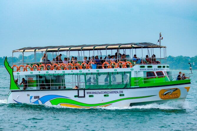 Great Whales Education Programe Dolphins and Whales are in SL - Who should book this Matara experience?