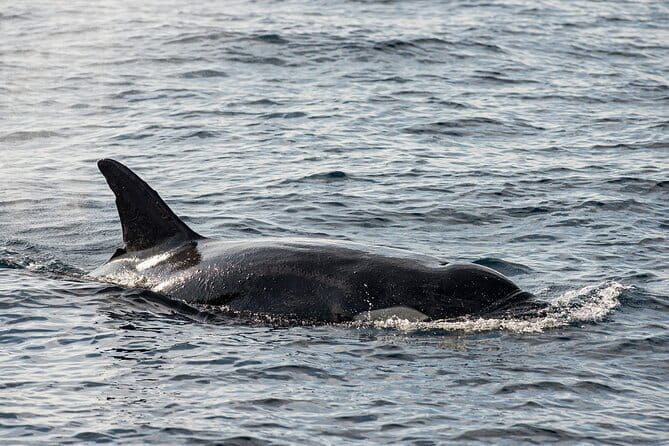 Great Whales Education Programe Dolphins and Whales are in SL - What the one-hour program covers