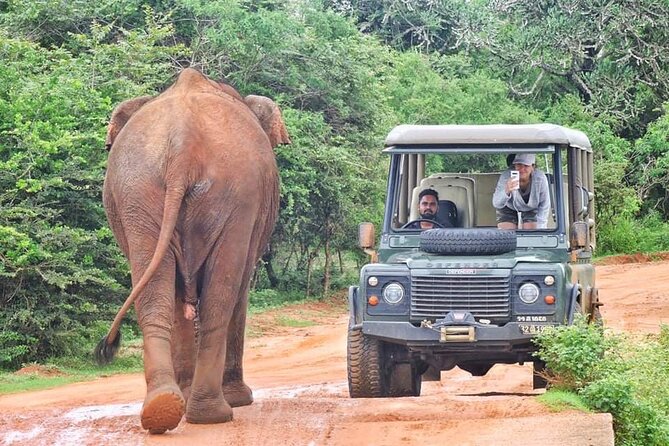 Guided Leopard Safari in Yala National Park in a Land Rover Defender - Key points to know before booking