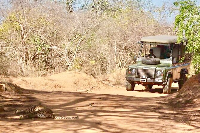 Guided Leopard Safari in Yala National Park in a Land Rover Defender - Wildlife beyond the leopards