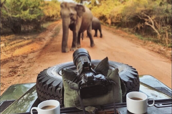 Guided Leopard Safari in Yala National Park in a Land Rover Defender - Photography from a lower angle