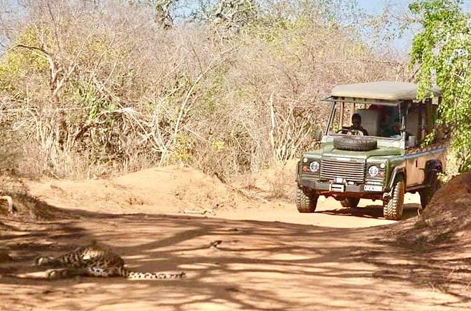 Guided Leopard Safari in Yala National Park in a Land Rover Defender - What the $108 price really covers