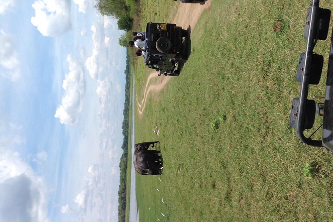 Half Day - Minneriya National Park Safari Tour From Habarana/Sigiriya - What an elephant sighting may be like