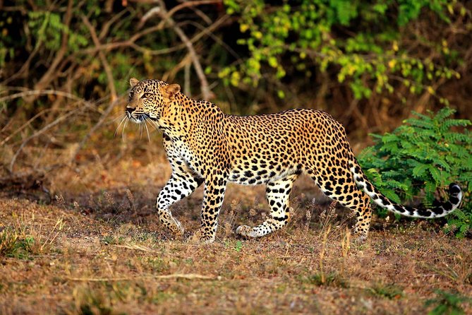 Half Day Safari at Yala National Park with Lunch - Why Yala Makes This a Long but Rewarding Day
