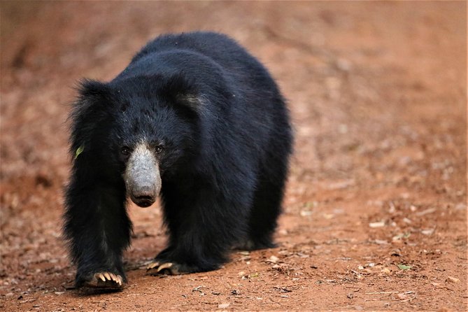 Half Day Safari at Yala National Park with Lunch - Leaving Galle at 5:30 am
