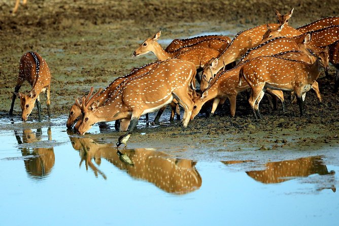 Half Day Safari at Yala National Park with Lunch - Lunch at a Local Restaurant