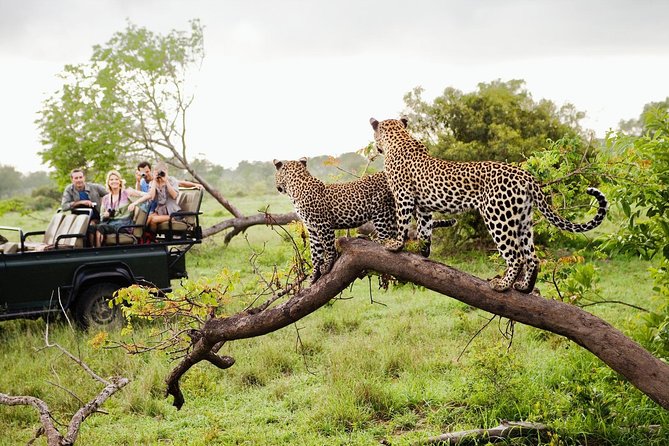 Half Day Safari at Yala National Park with Lunch - Who Will Get the Most From This Tour?