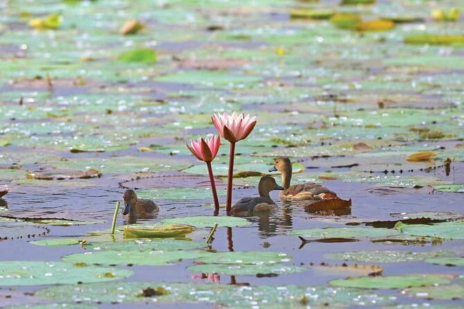Half Day Tour to Muthurajawela, Lagoon, Dutch Canal and Mangroves - A quiet side of Negombo beyond the beach
