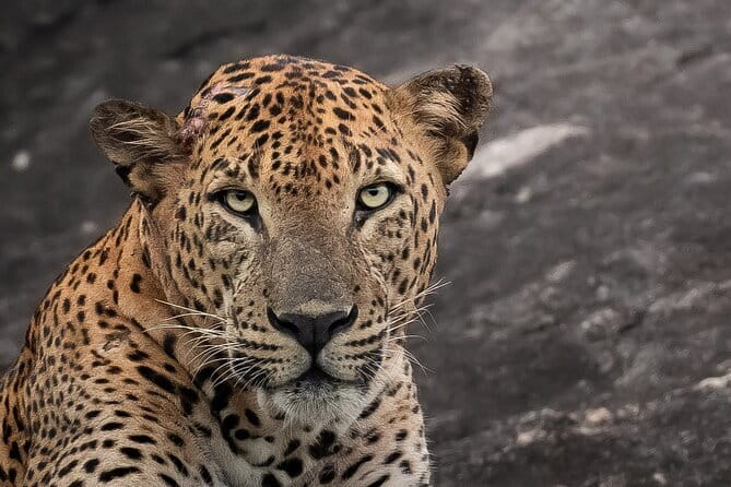 Half Day trip in Yala National Park - Key points to know before booking
