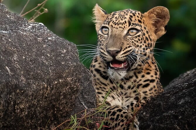 Half Day trip in Yala National Park - Why the leopard hunt begins before sunrise