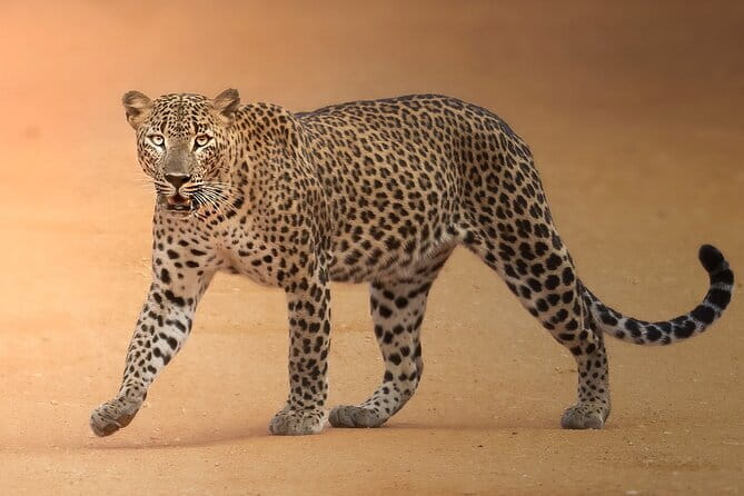 Half Day trip in Yala National Park - The drivers make the difference
