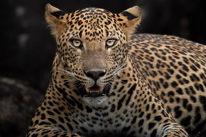 Half Day trip in Yala National Park - Breakfast, drinks, and useful comfort items