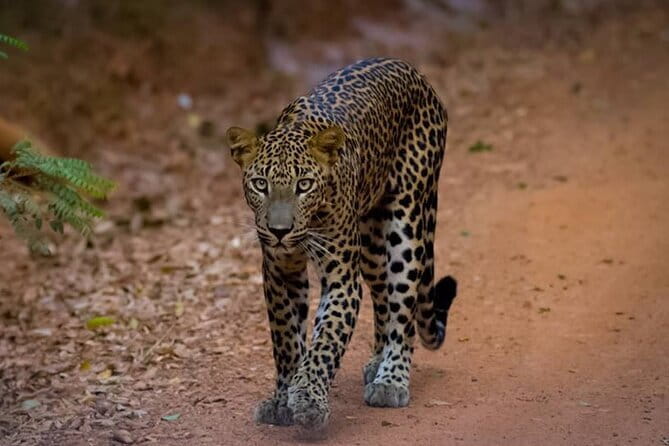 Half Day trip in Yala National Park - Booking, weather, and cancellation details