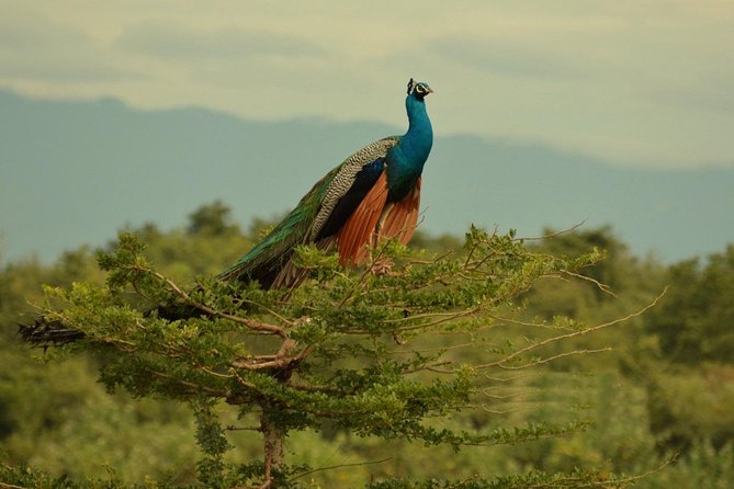 Half Day Udawalawe Safari (Entrance + Lunch) - What the $152 price really covers