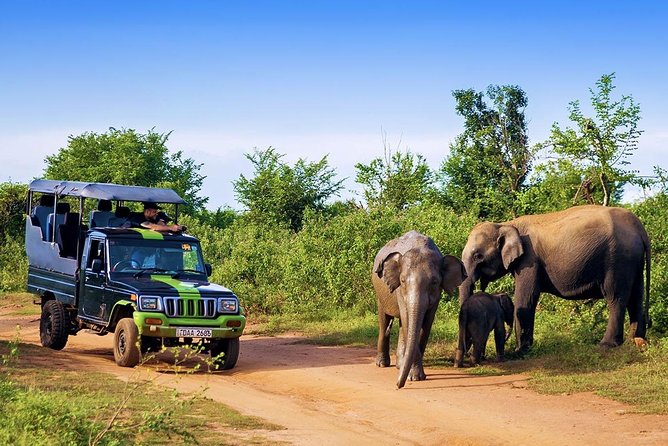 Half Day Udawalawe Safari (Entrance + Lunch) - Who will get the most from this day