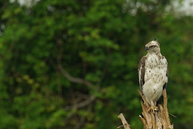 Half Day Udawalawe Safari from Kalutara (Entrance + Lunch) - Why Udawalawe is worth the long ride