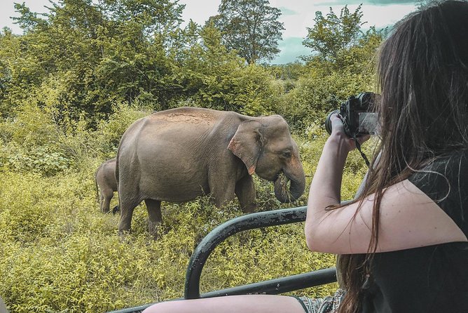 Half Day Udawalawe Safari from Kalutara (Entrance + Lunch) - Elephants, crocodiles, deer, and birds