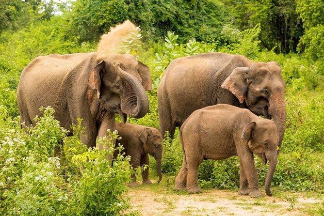 Half Day Udawalawe Safari from Kalutara (Entrance + Lunch) - What the private Jeep changes